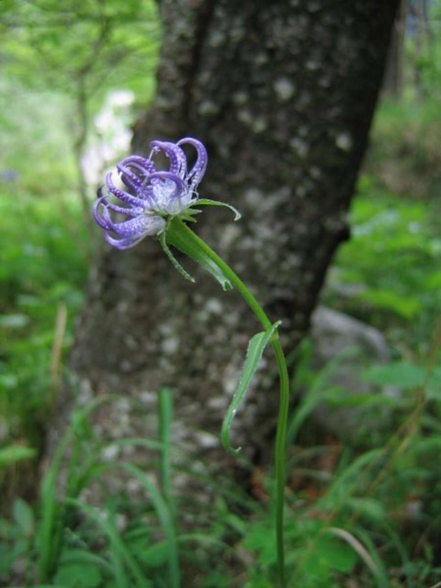 Image of Phyteuma orbiculare L.