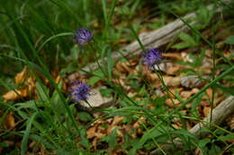 Image of Phyteuma orbiculare L.