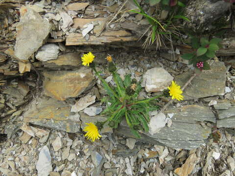 Image of Picris morrisonensis Hayata