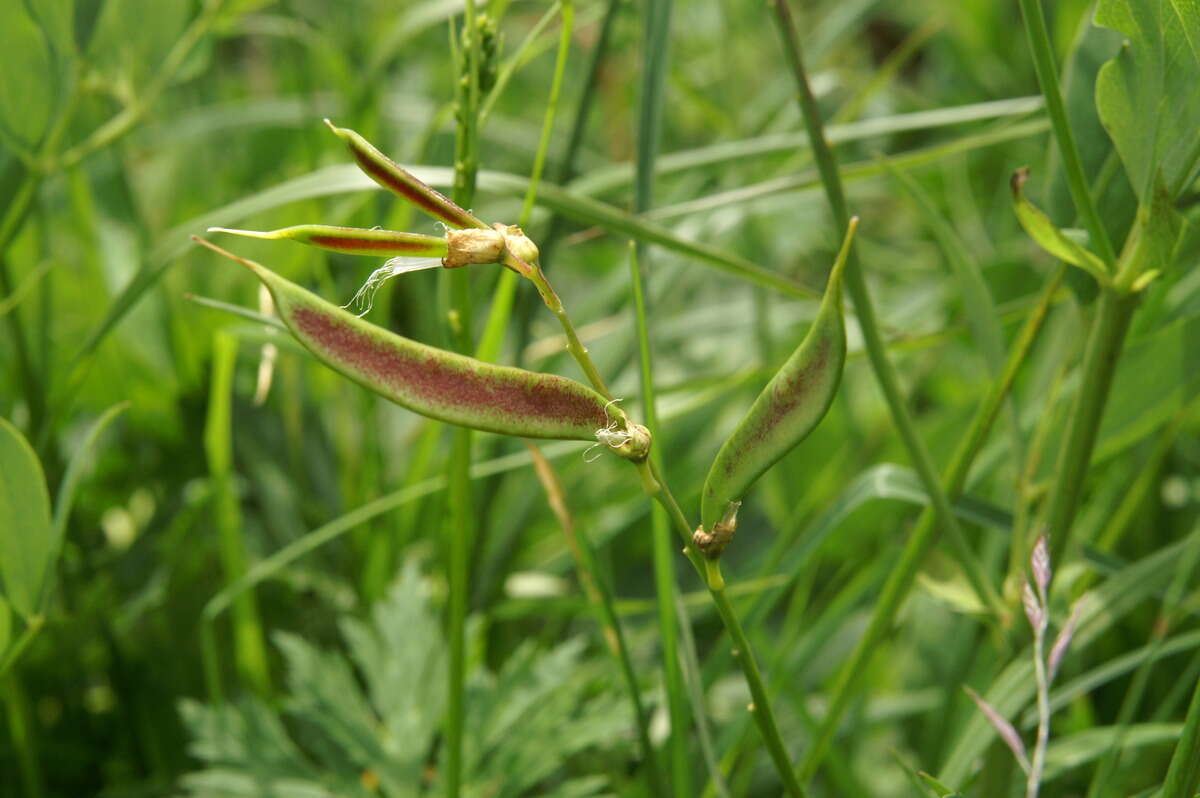 Imagem de Lathyrus laevigatus (Waldst. & Kit.) Gren.