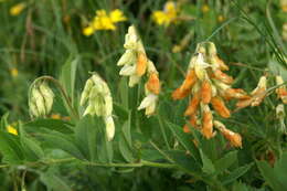 Imagem de Lathyrus laevigatus (Waldst. & Kit.) Gren.