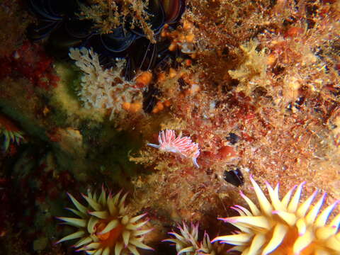 Fjordia capensis (Thiele 1925) resmi