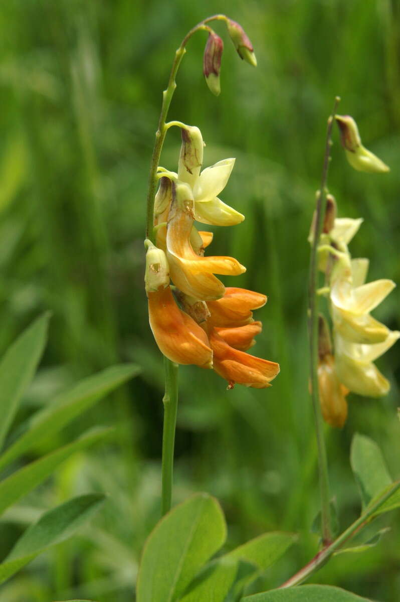 Imagem de Lathyrus laevigatus (Waldst. & Kit.) Gren.