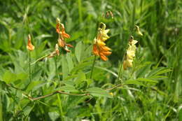 Imagem de Lathyrus laevigatus (Waldst. & Kit.) Gren.