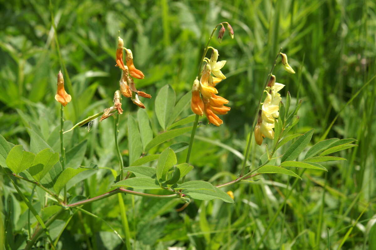 Imagem de Lathyrus laevigatus (Waldst. & Kit.) Gren.