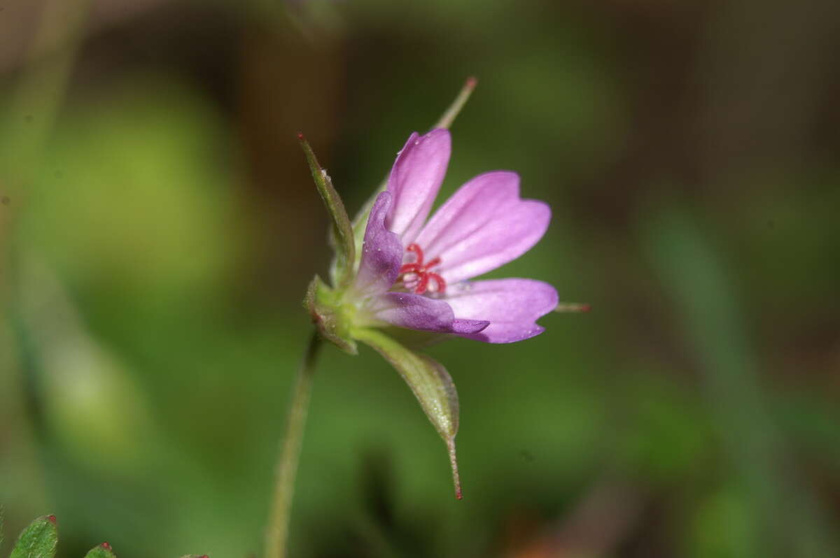 Imagem de Geranium columbinum L.