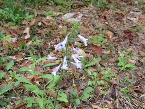 Image of lyreleaf sage