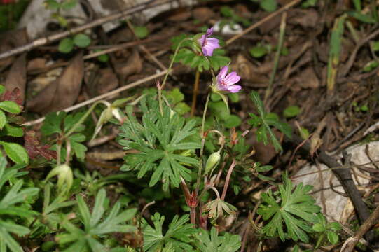 Imagem de Geranium columbinum L.