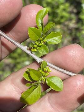 Imagem de Endotropis lanceolata (Pursh) Hauenschild