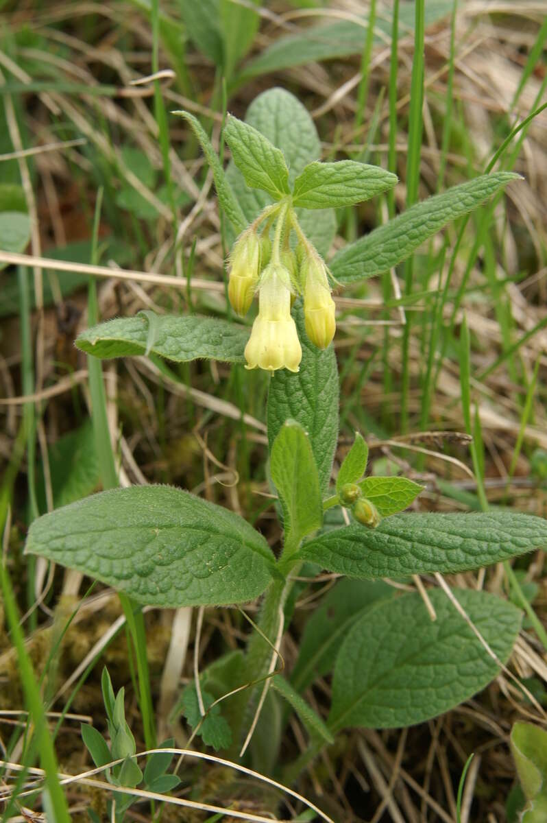 Plancia ëd Symphytum tuberosum L.