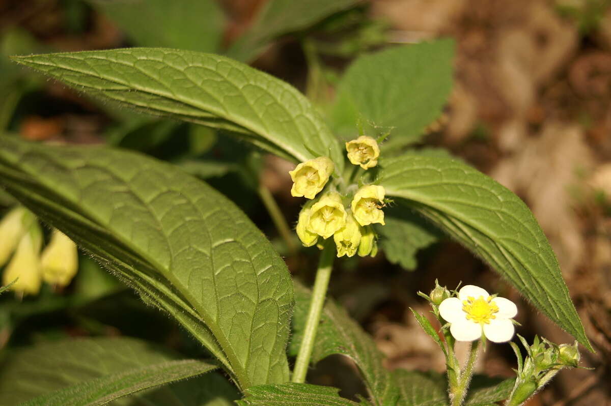 Слика од Symphytum tuberosum L.