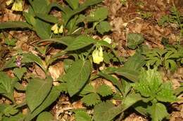 Слика од Symphytum tuberosum L.