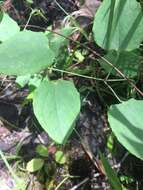 Imagem de Clematis versicolor Small