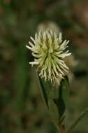 صورة Trifolium montanum L.