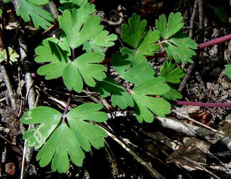 Image of western red columbine