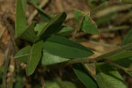 صورة Trifolium montanum L.