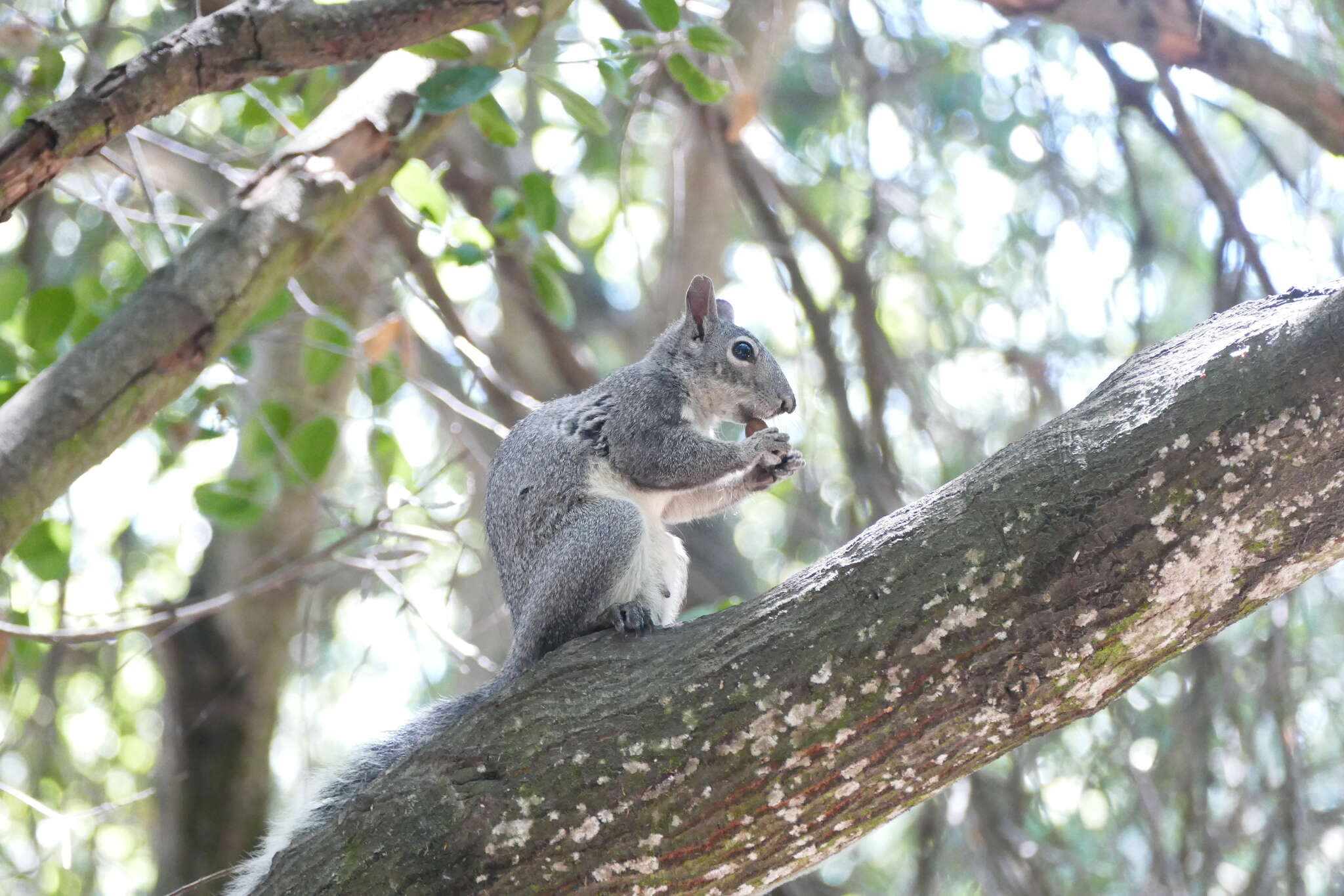 Imagem de Sciurus subgen. Hesperosciurus Nelson 1899