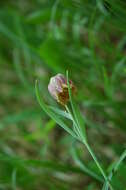 Слика од Fritillaria orientalis Adams