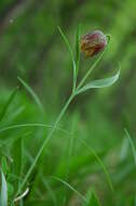 Слика од Fritillaria orientalis Adams