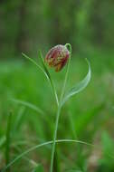 Слика од Fritillaria orientalis Adams