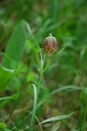 Слика од Fritillaria orientalis Adams