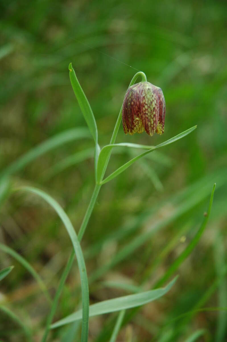 Слика од Fritillaria orientalis Adams