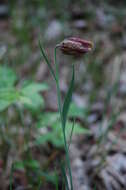 Слика од Fritillaria orientalis Adams