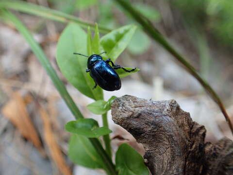 Image of <i>Chrysochus asclepiadeus</i>