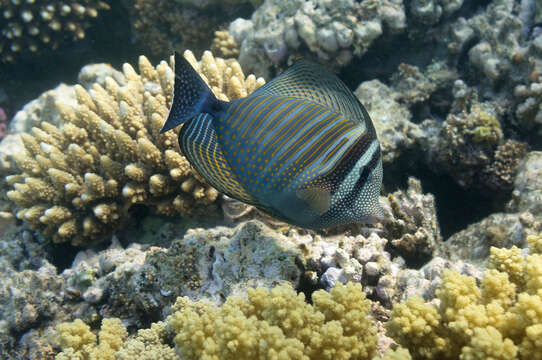 Image of Desjardin's Sailfin Tang