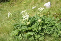 Plancia ëd Heracleum sphondylium subsp. montanum (Schleicher ex Gaudin) Briq.