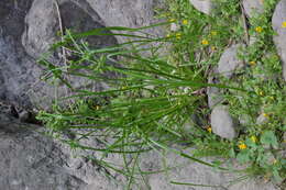 Слика од Cyperus eragrostis Lam.