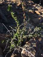 Image of Cretan Barberry