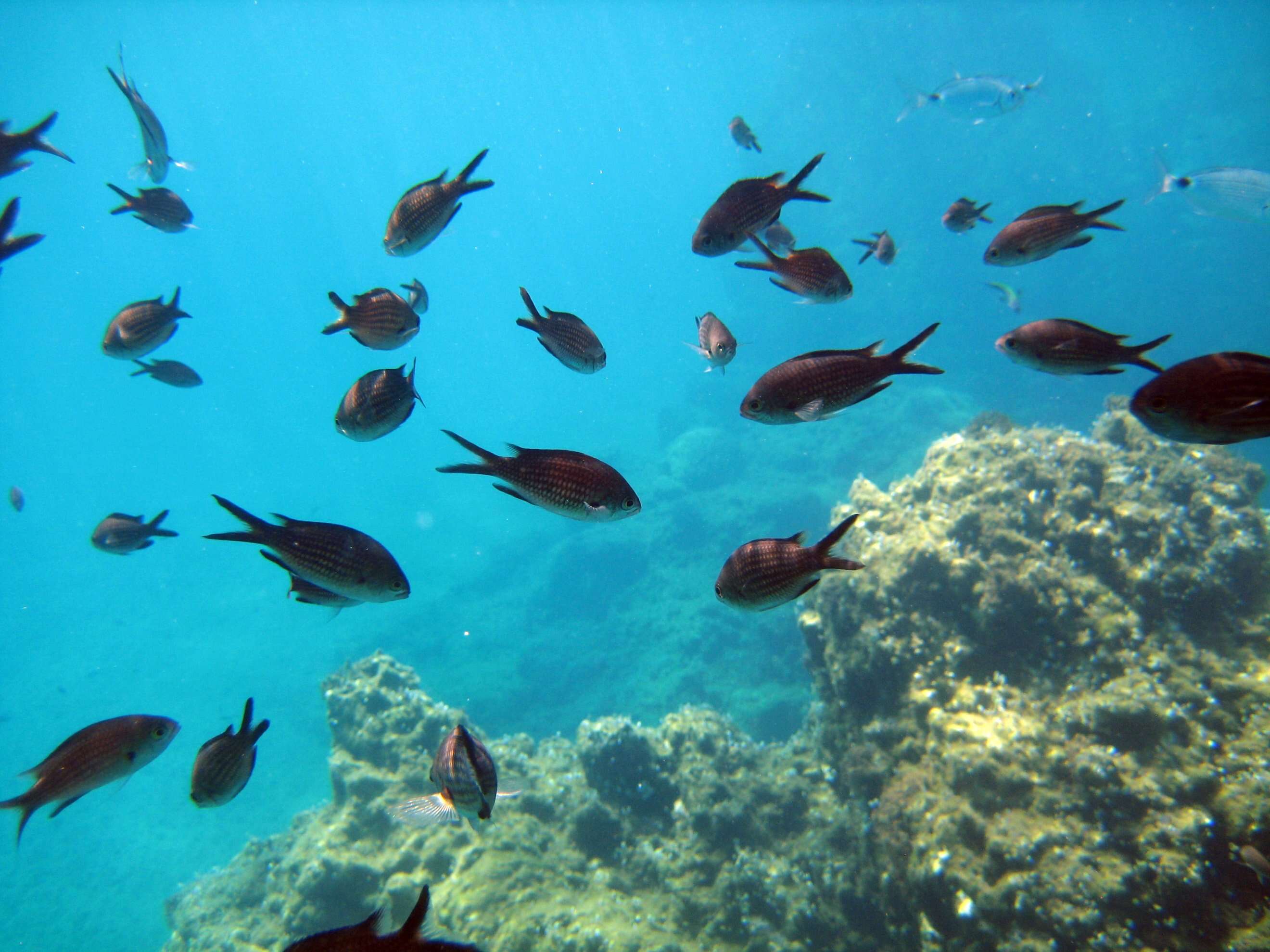 Image of Damsel fish