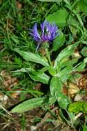 Centaurea montana L. resmi