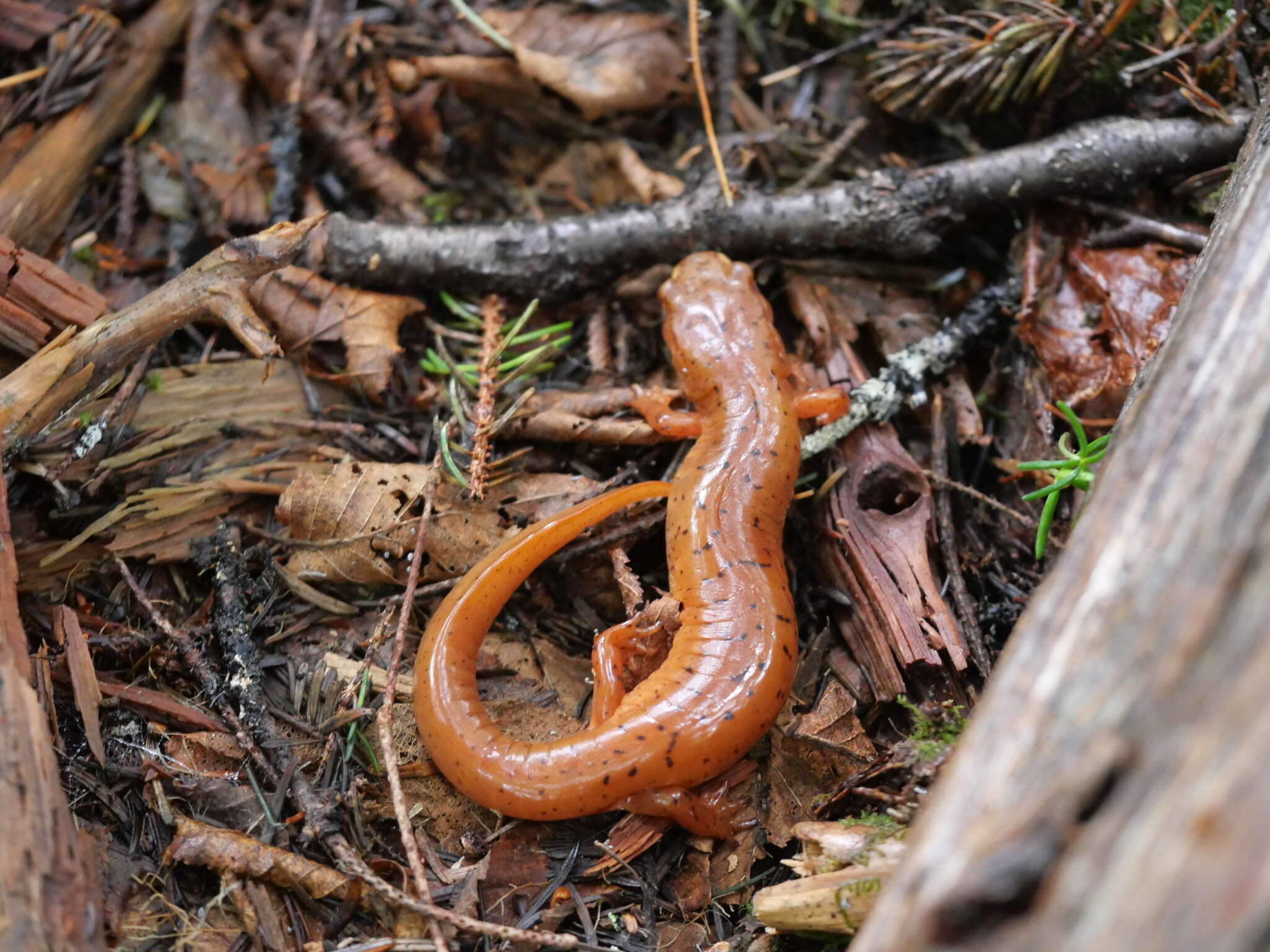 Image de Gyrinophilus porphyriticus danielsi (Blatchley 1901)