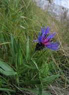 Centaurea montana L. resmi