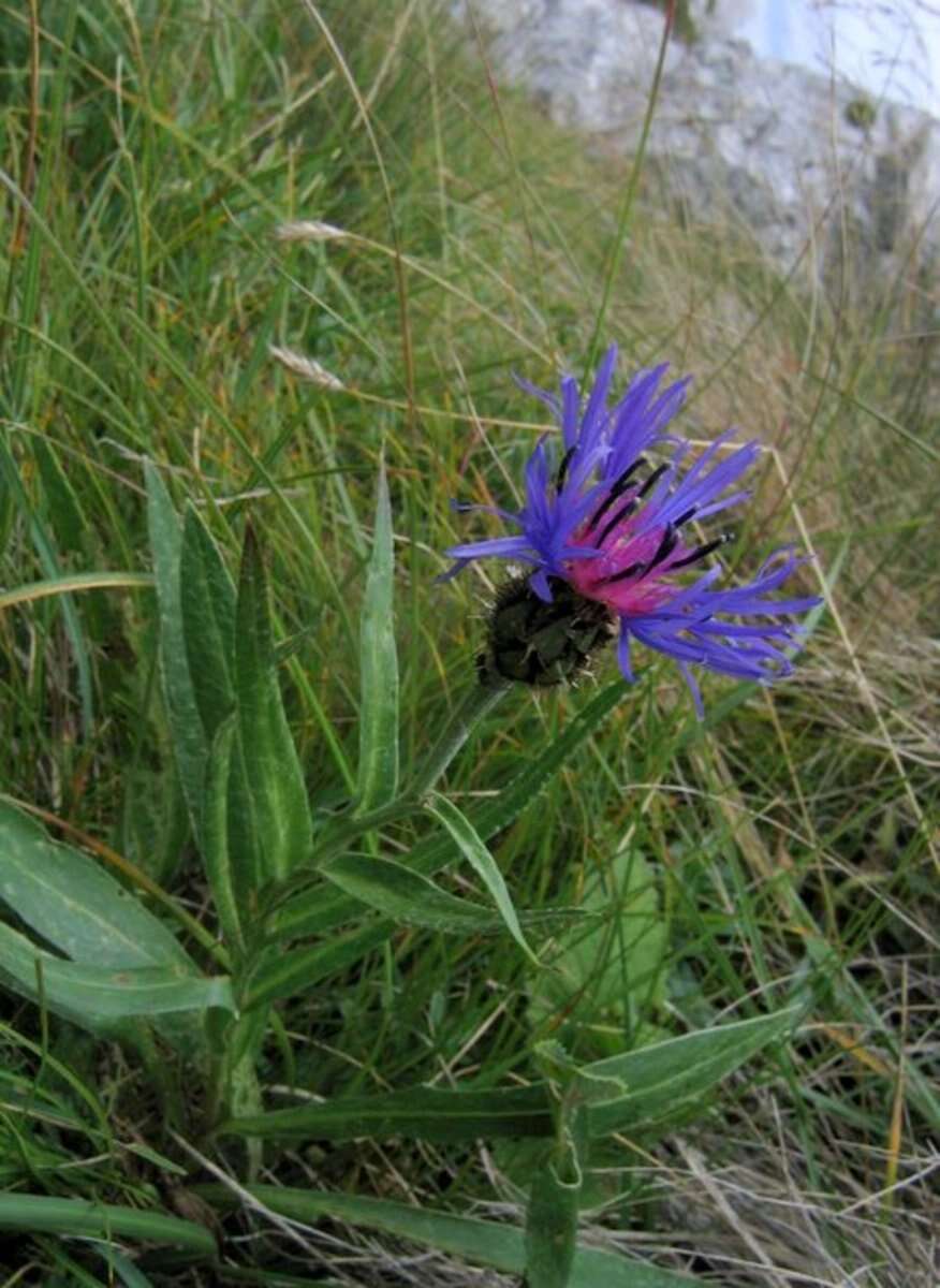 Centaurea montana L. resmi