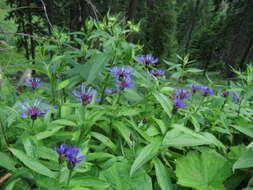 Centaurea montana L. resmi