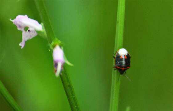 Image of Twice-stabbed Stink Bug