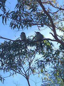 Image of Grey Butcherbird