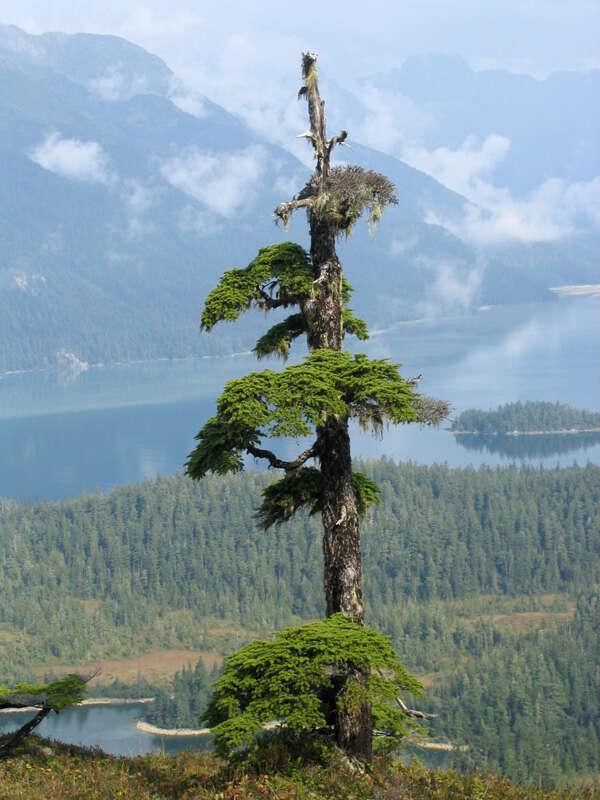 Image of Mountain Hemlock