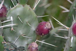 Opuntia rioplatense resmi