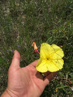 Oenothera macrocarpa Nutt. resmi