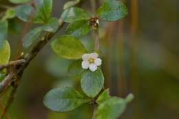 Image of Randia chiapensis Standl.