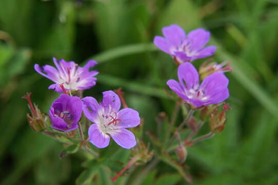 Image of Wood Crane's-bill