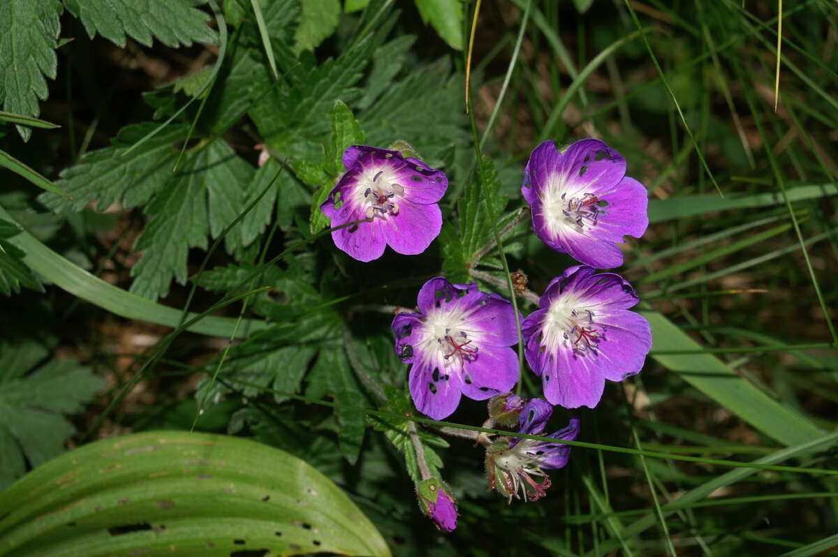 Image of Wood Crane's-bill