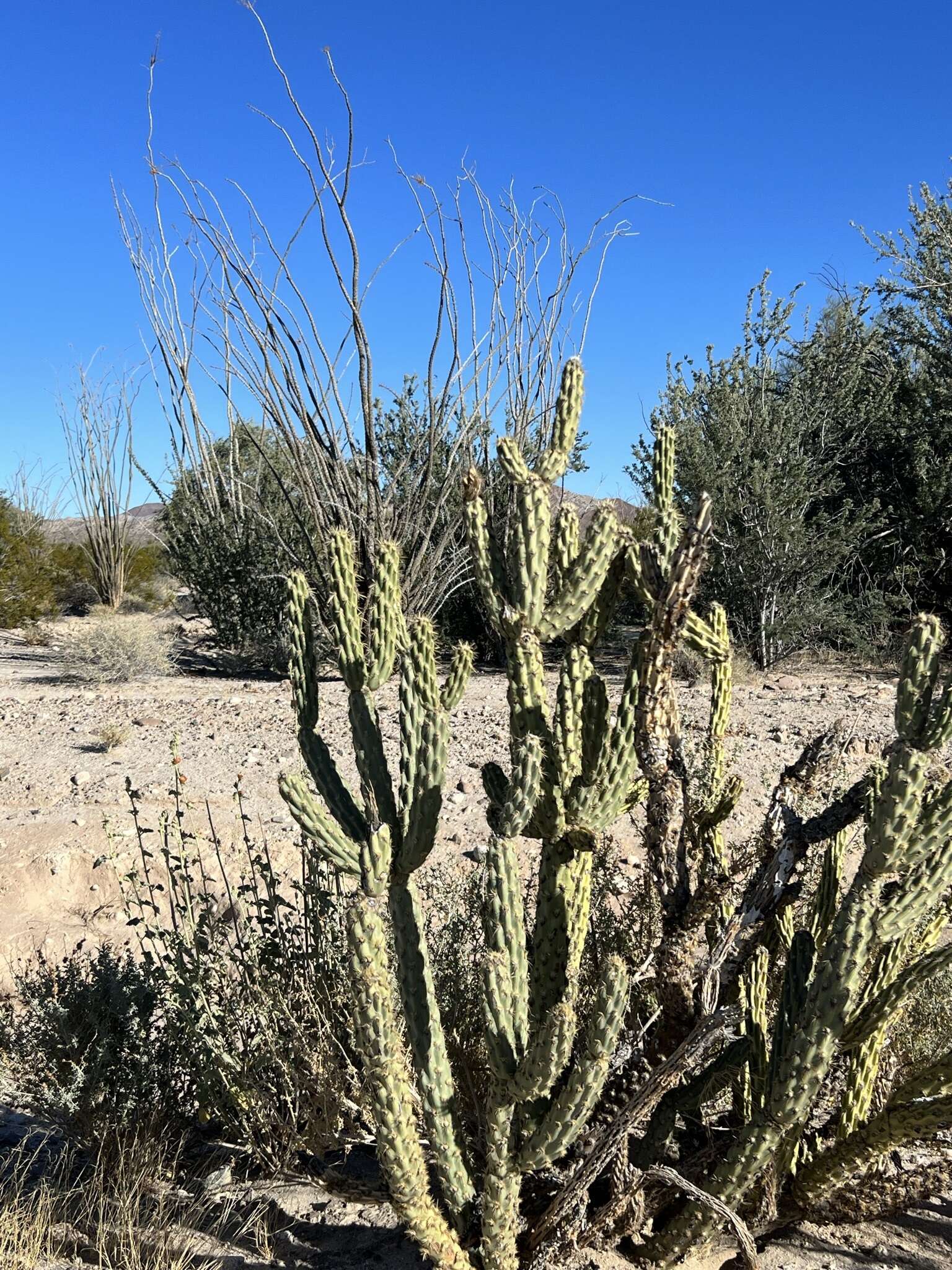 Image de Cylindropuntia californica var. delgadilloana (Rebman & Pinkava) Rebman