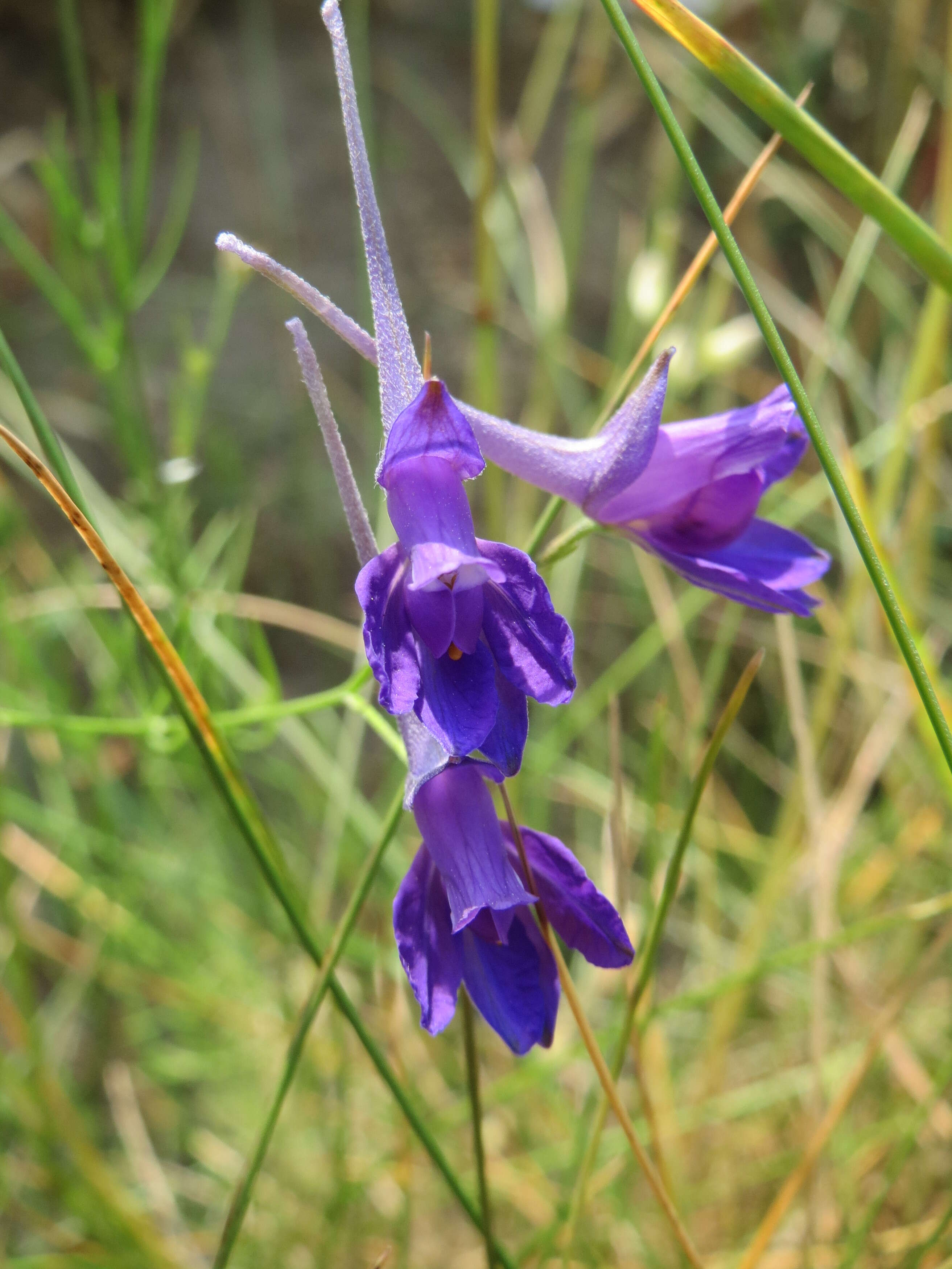 Image of forking larkspur