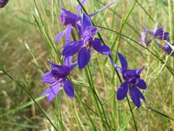 Image of forking larkspur