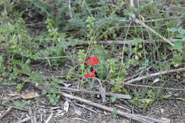 Image of crisped mock vervain